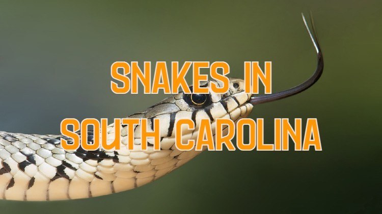 42 Snakes In South Carolina (6 Species Are Venomous)