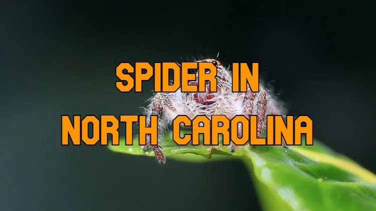 spiders in North Carolina