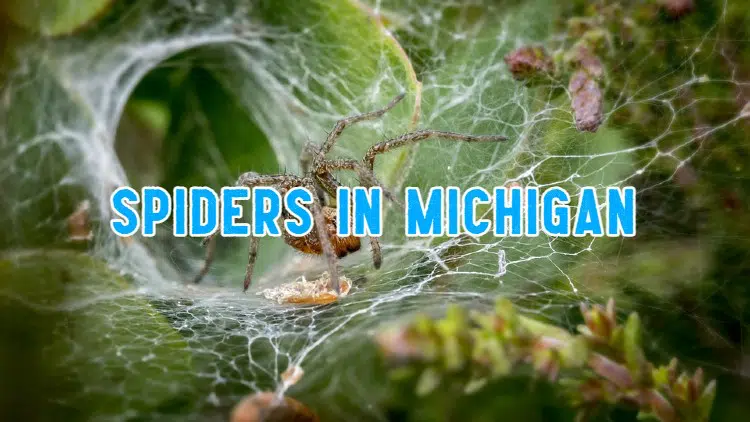 spiders in michigan