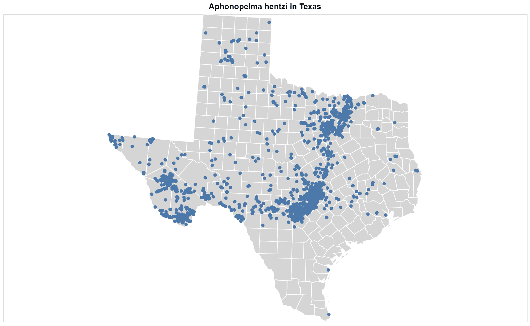 Aphonopelma hentzi Texas map