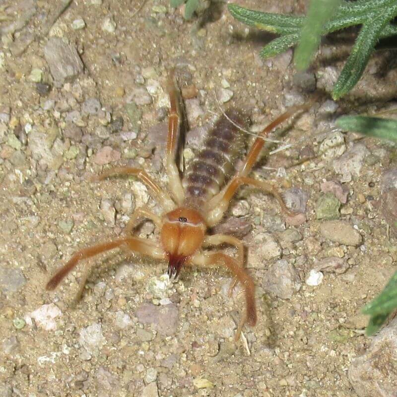 Common Spiders That Look Like Scorpions With PHOTOS