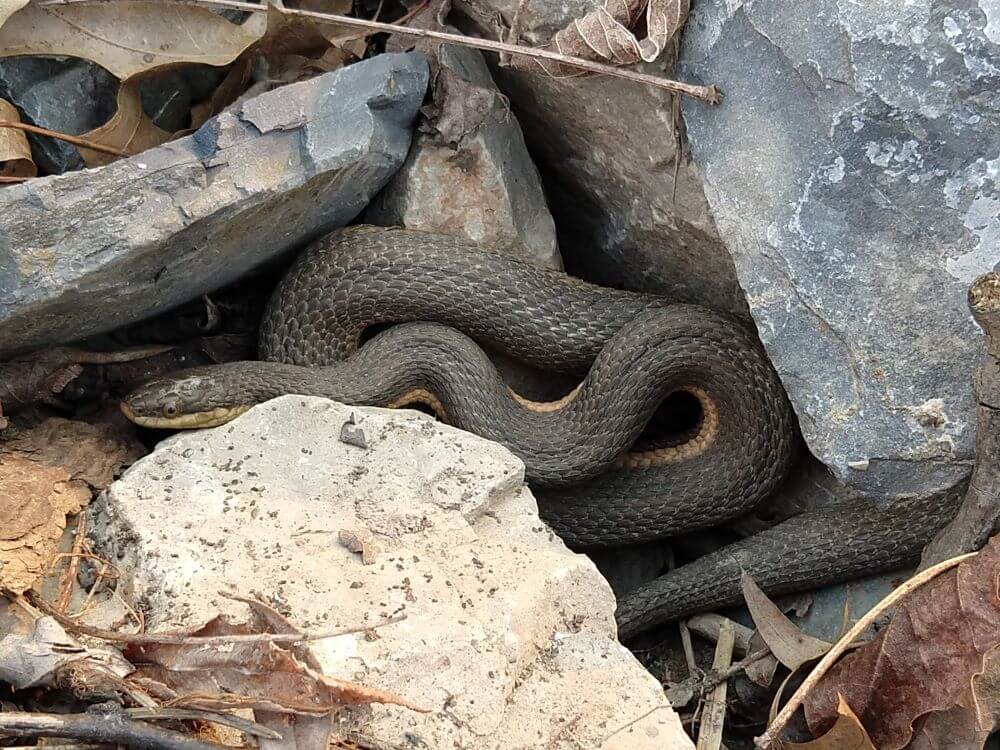 21 Snakes In Pennsylvania (Pictures & Identification)