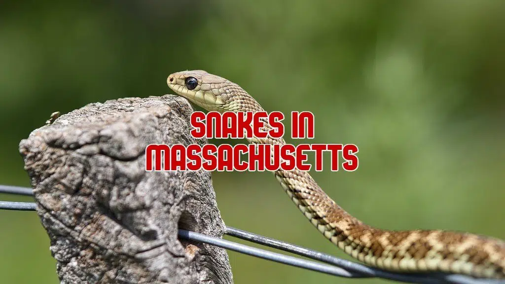 snakes in Massachusetts
