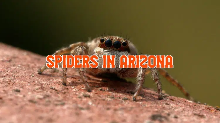 spiders in Arizona