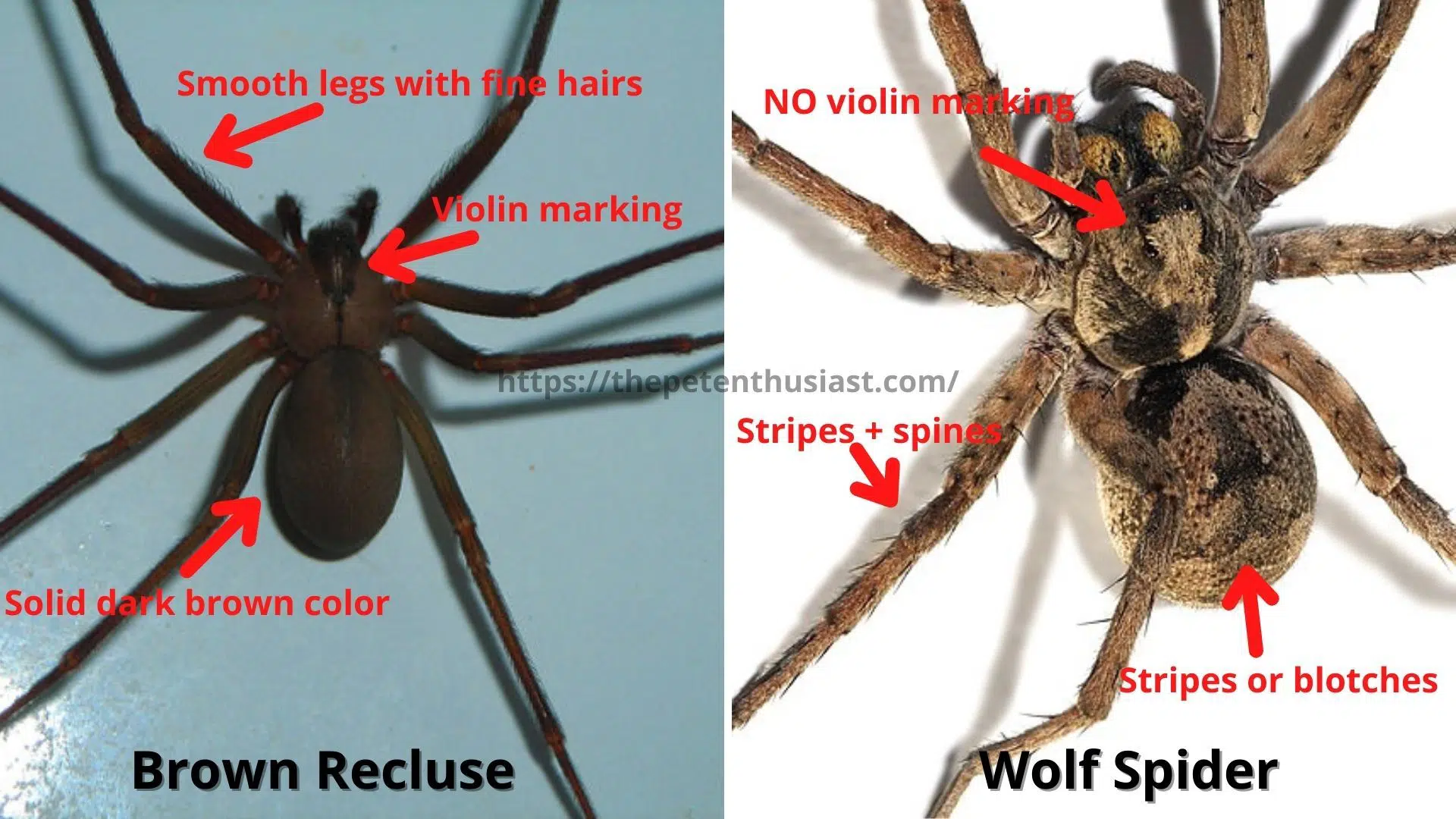 Brown Recluse vs Wolf Spider 13 Differences To Identify Them