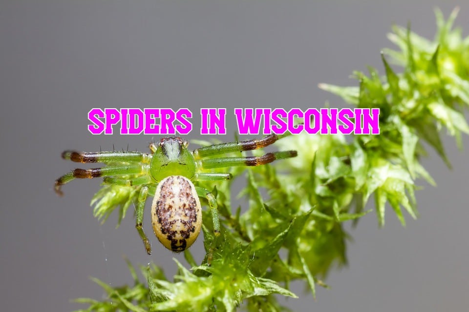 38-common-spiders-in-wisconsin-pictures-and-identification