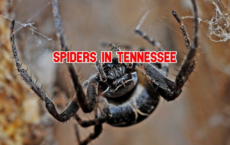 31 Popular Spiders in Tennessee (Pictures and Identification)