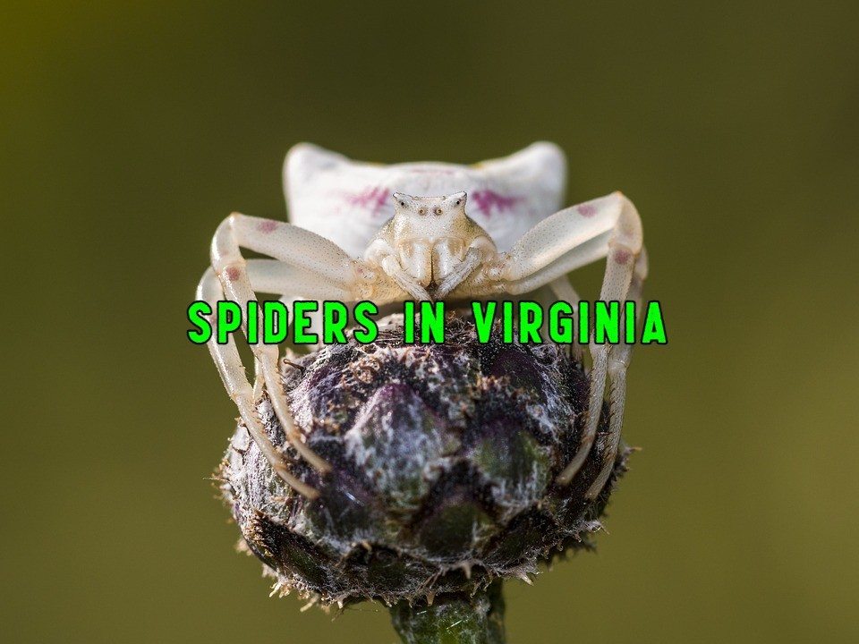 virginia spiders travel baseball