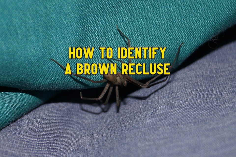 29-spiders-that-look-like-brown-recluse-and-how-to-identify-it