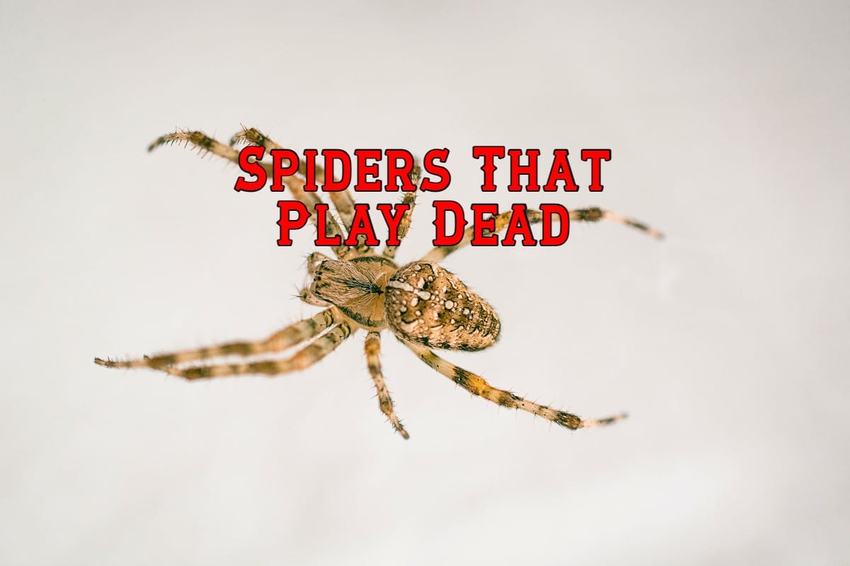 8 Spiders That Play Dead (& Facts You Should Know)