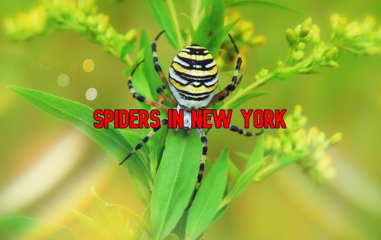 Spider Legging (New York)