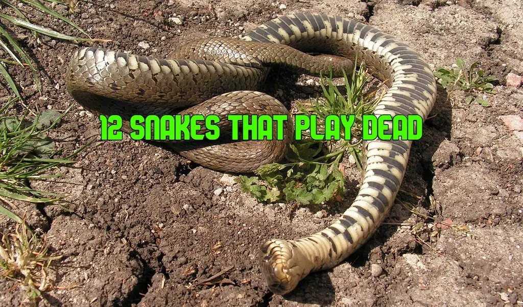 snakes that play dead
