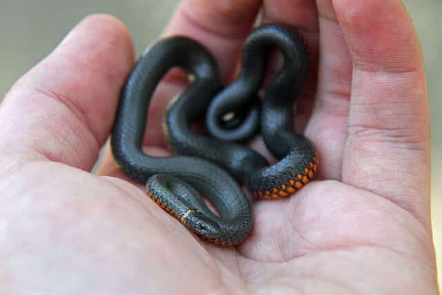 14 Snakes That Look Like Worms (With Pictures)