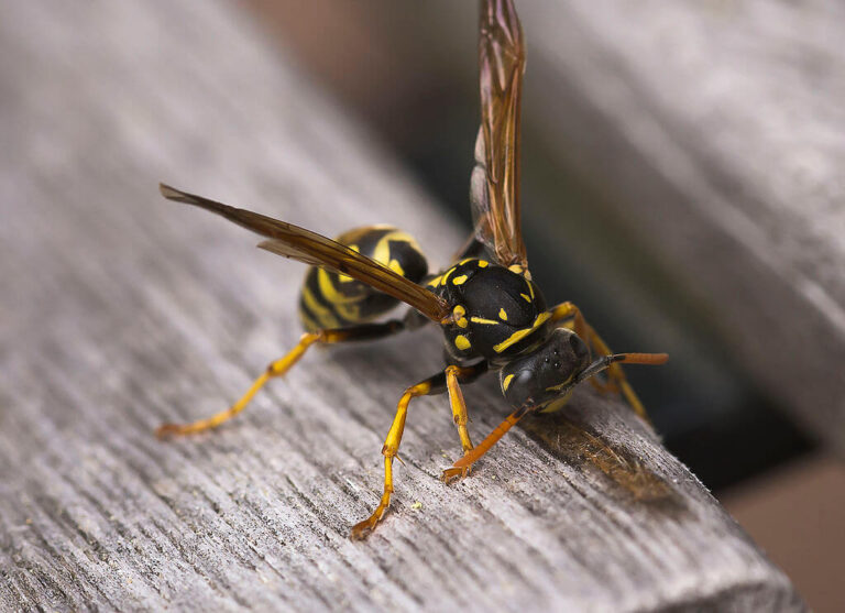 30 Common Wasps In Michigan (With Pictures)