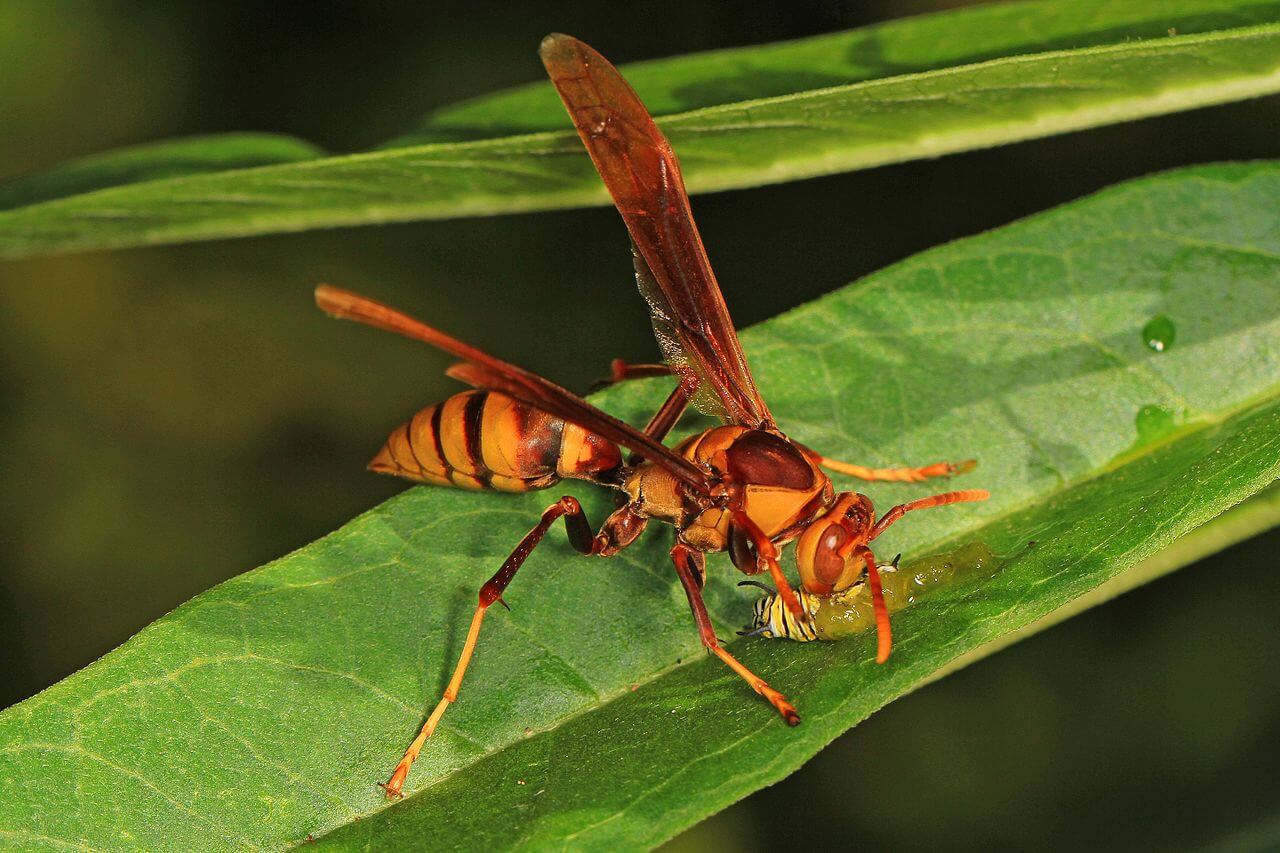 42 Common Wasps In Florida (Pictures and Identification)