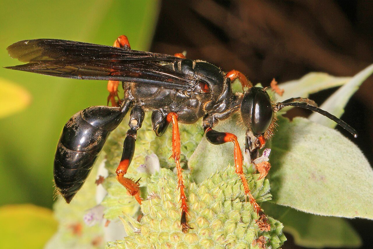 27 Common Wasps In North Carolina (With Pictures)