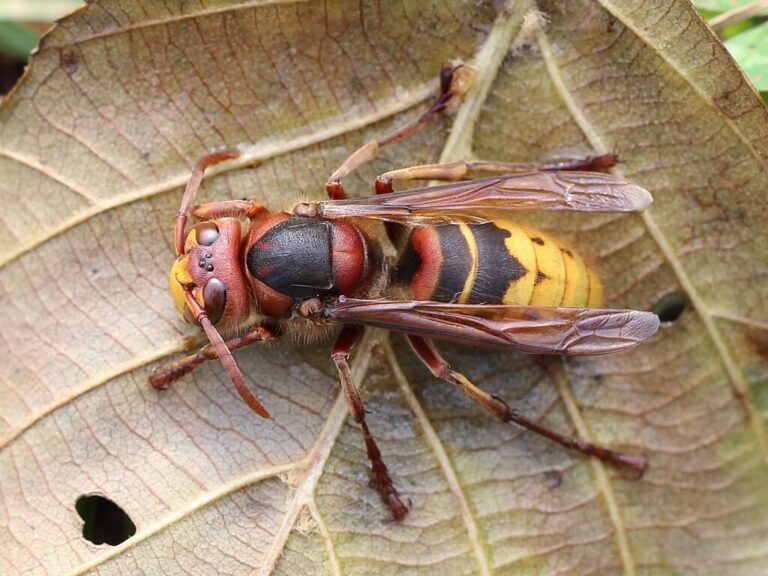 13-most-dangerous-wasps-in-the-world-some-are-super-aggressive