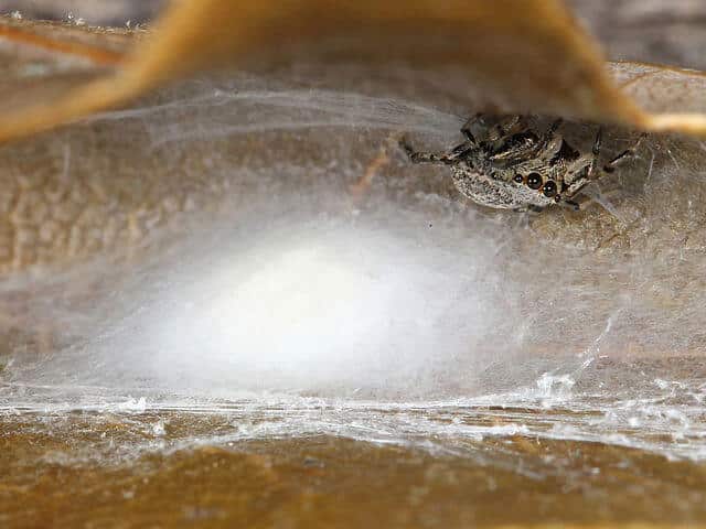 spider-egg-sac-10-facts-you-should-know-identification-chart