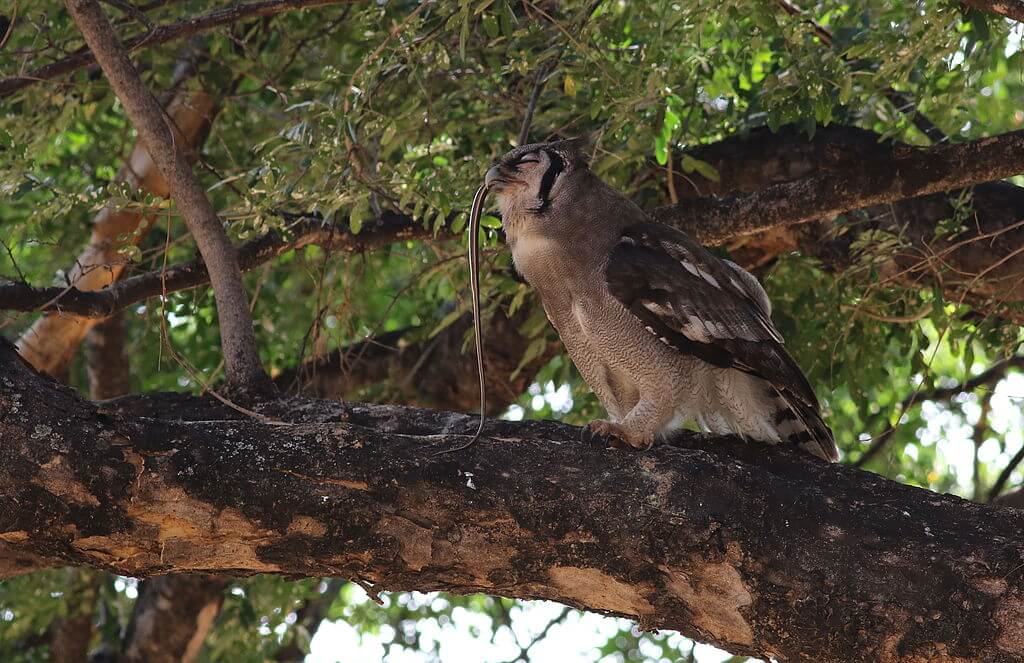 What Eats Copperheads? (13 Copperhead Natural Predators)