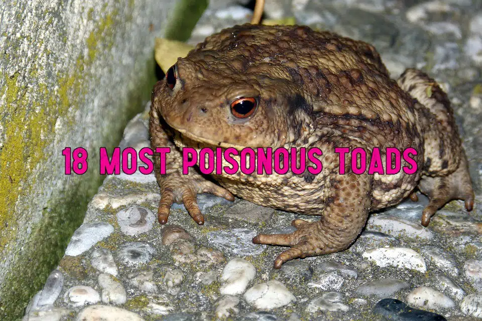 poisonous toads
