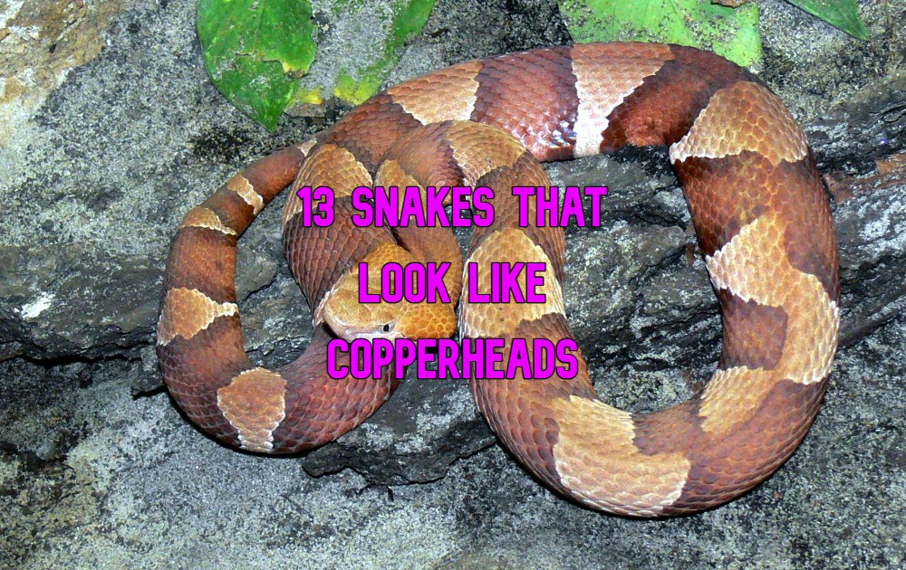 snakes that look like copperheads