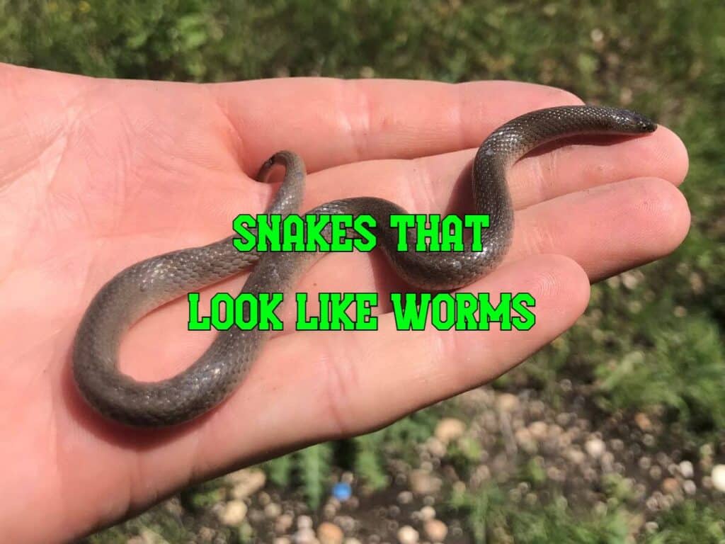 snakes that look like worms