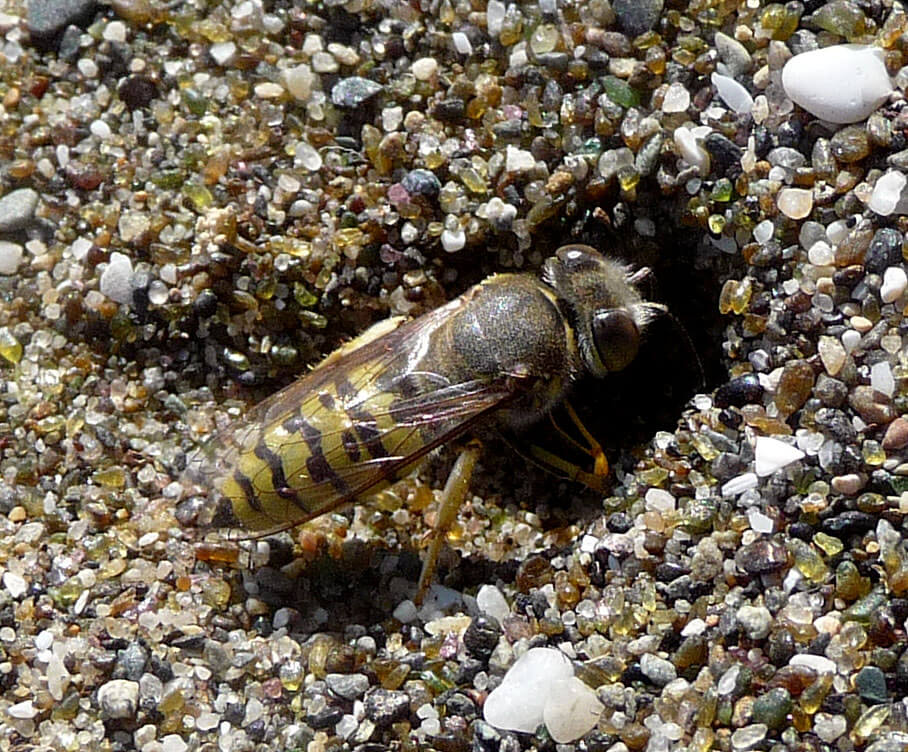 wasp nest in ground