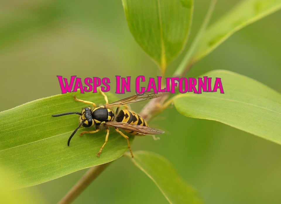 wasps in california