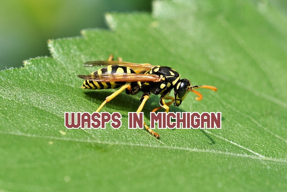 Wasps In Michigan 