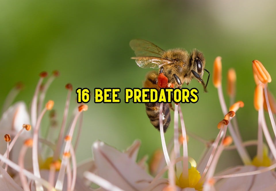 what eats bees