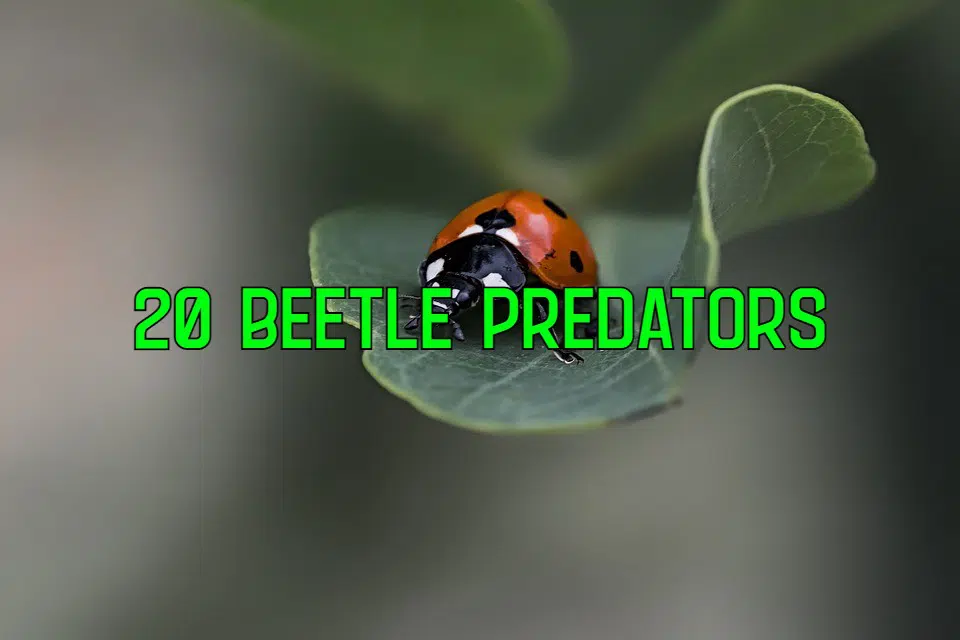 what eats beetles
