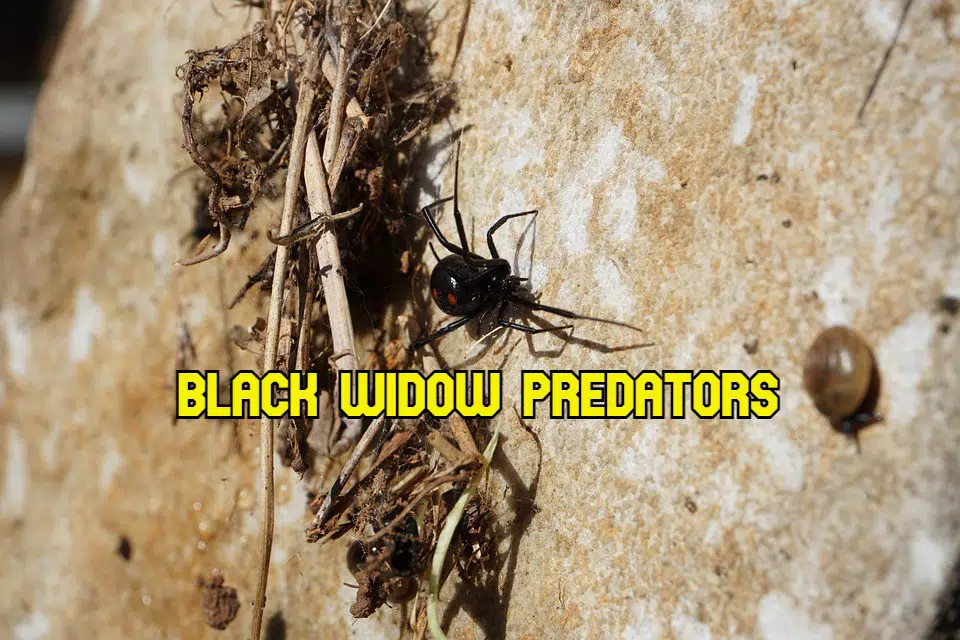 what eats black widows