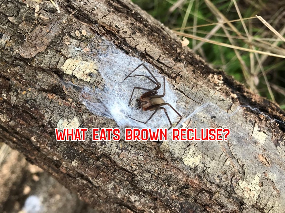 What Eats Brown Recluse Spiders 11 Brown Recluse Predators