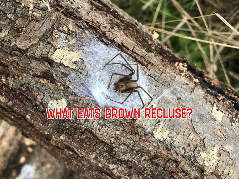 what eats brown recluse spiders
