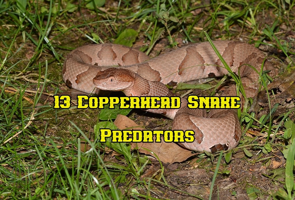 what eats copperhead snakes