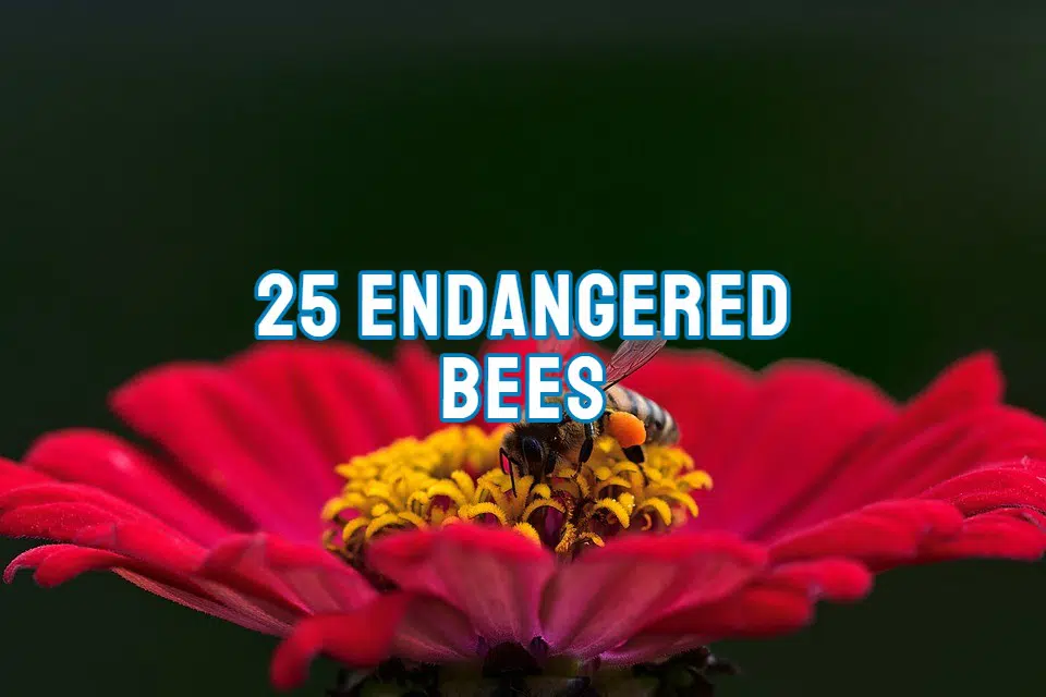 Endangered Bees