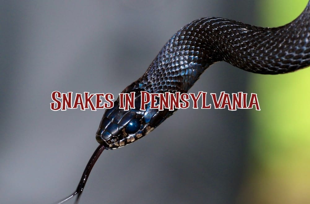 Snakes in Pennsylvania