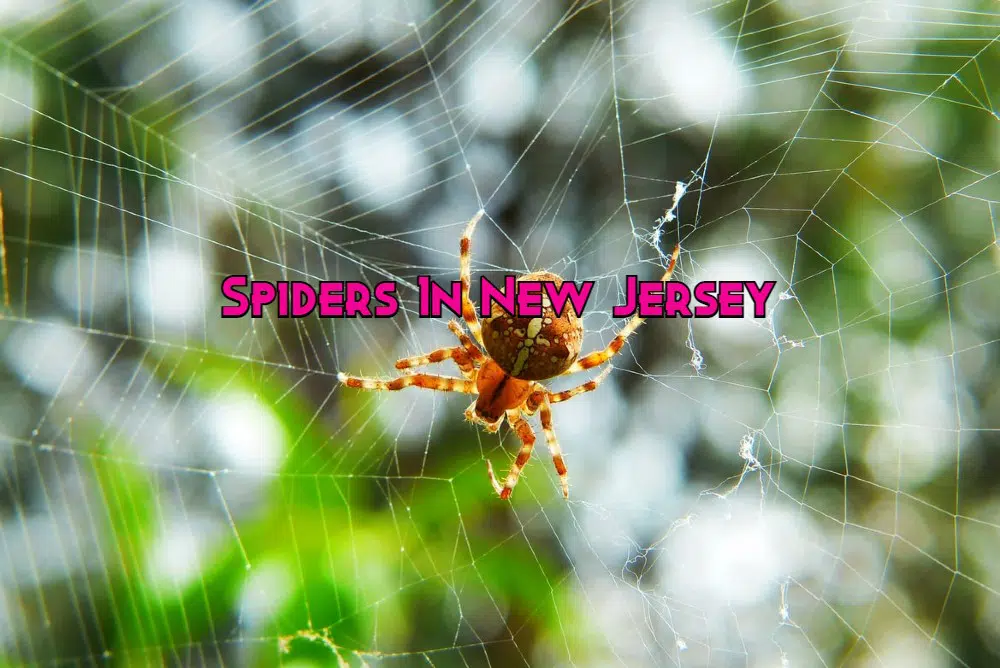 Spiders In New Jersey