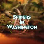 Spiders In Washington