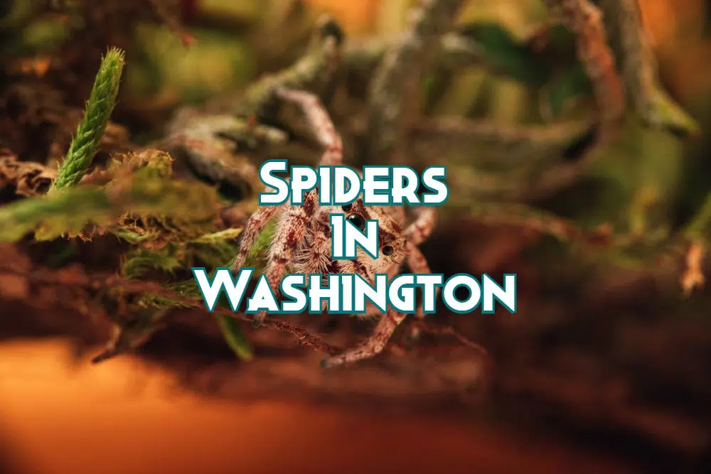 Spiders In Washington