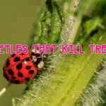 beetles that kill trees