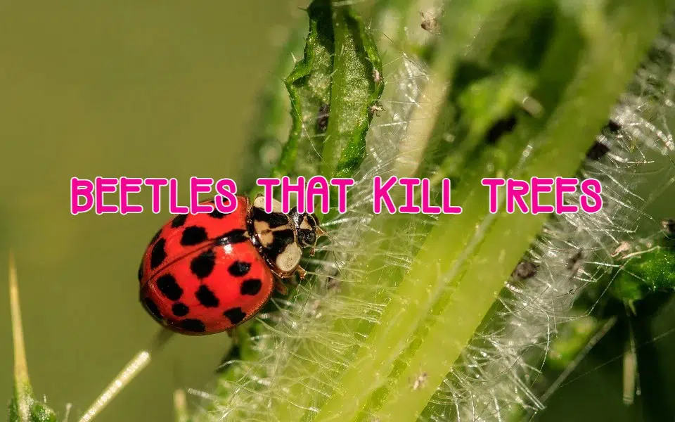 beetles that kill trees