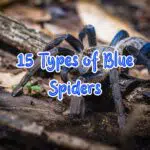 blue spiders