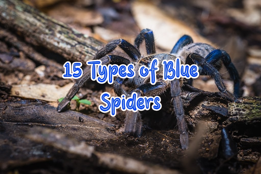 Blue Hair Spider Species - wide 8