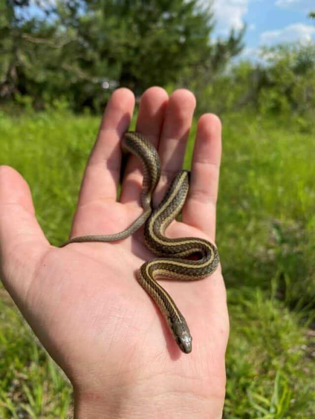 28 Ohio Snakes (Venomous and Nonvenomous)
