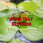 frogs that eat birds