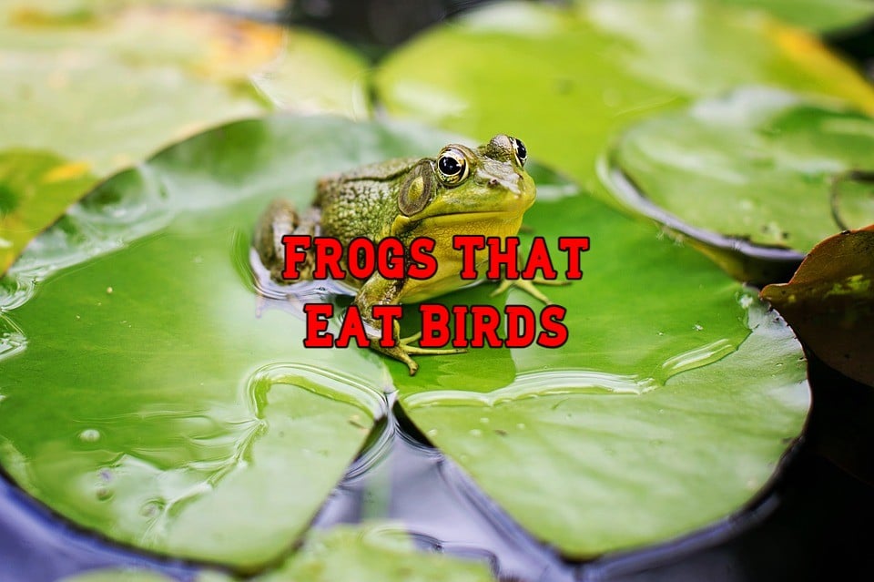 frogs that eat birds