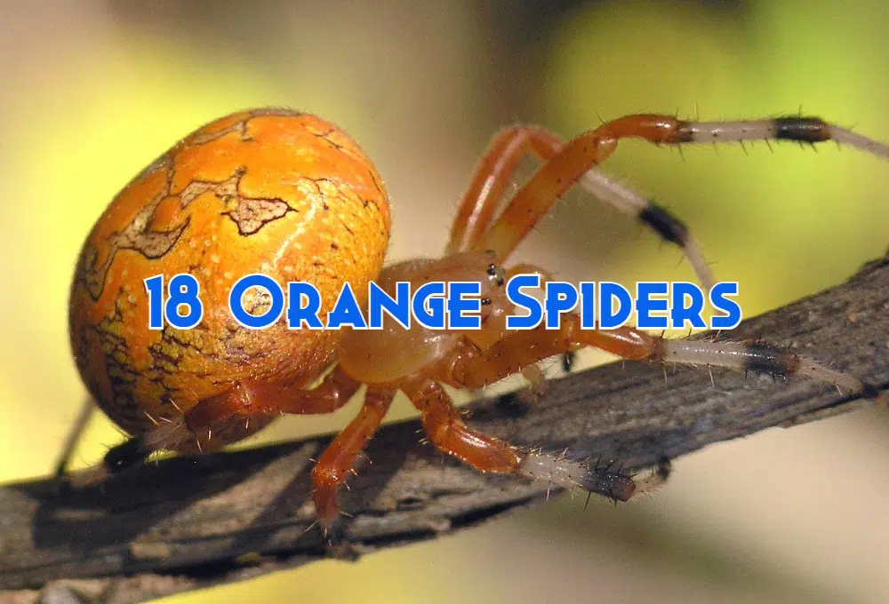 orange spiders