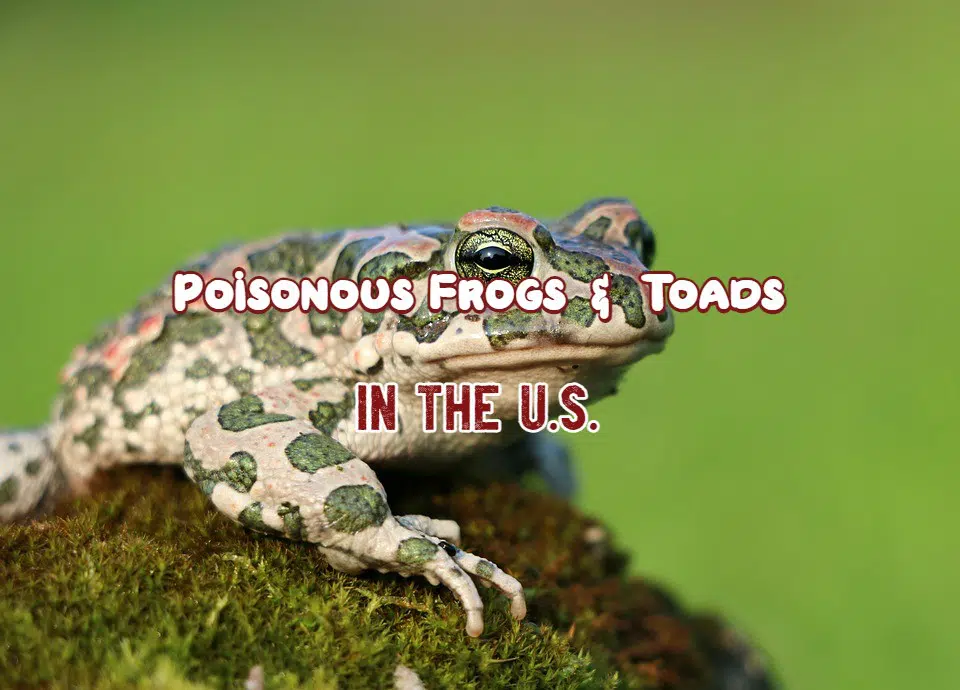 poisonous frogs in the us