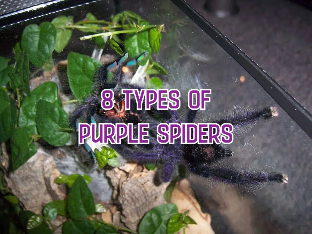 purple spiders